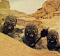 Tusken Raiders, less formally referred to as Sand People or simply as Tuskens, were a culture of nomadic, primitive sentients indigenous to Tatooine: 