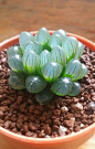 Haworthia cooperi See the beauty of being able to see through these Haworthia plants: 