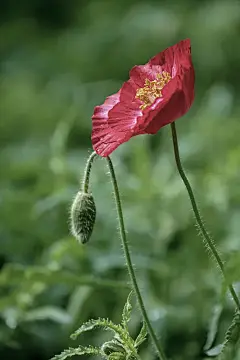 春夏季节罂粟科花卉植物虞美人美丽绽放壁纸美图图片下载