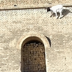 构图廊工作室采集到来坨动物的