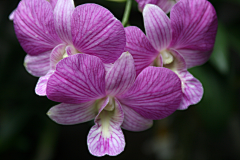 京田海子a采集到花花世界【植物】