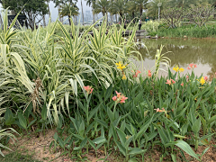 ++N采集到水生植物
