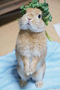 推主nao〜☆给小兔子做了一顶小帽子，简直萌出了新境界