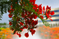 凤凰木（Delonix regia），取名于“叶如飞凰之羽，花若丹凤之冠”，别名金凤花、红花楹树、火树、洋楹等。是豆科凤凰木属落叶乔木，高可达20米。树冠宽广。二回羽状复叶，小叶长椭圆形。夏季开花，总状花序，花大，红色，有光泽。荚果木质，长可达50厘米。凤凰木因鲜红或橙色的花朵配合鲜绿色的羽状复叶，被誉为世上最色彩鲜艳的树木之一。