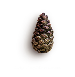 Super灬_Hero采集到PNG-特效-秋天植物