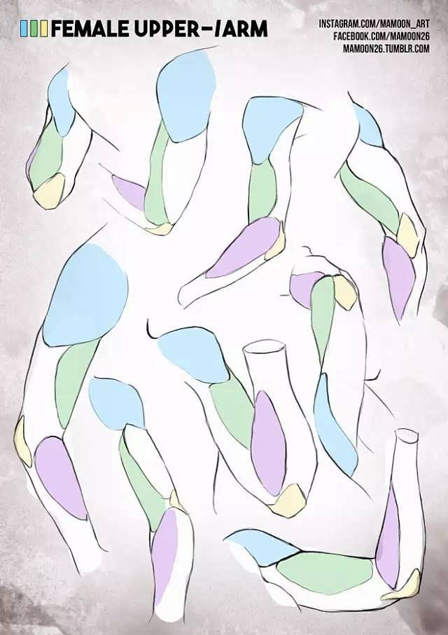 【绘画参考】人体肌肉参考~男性、女性的肌...