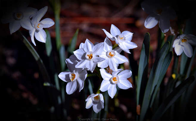 白水仙 Narcissus papyra...