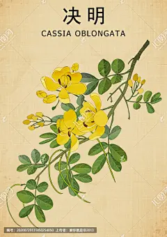 决明 草决明 决明子 手绘决明子 花茶包装 药材医草 手绘值物花草 手绘中草药 中草药包装插画 草本植物 草药包装插画 中药大全 中药插画 复古医书草药插图 中草药