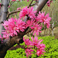 菊花桃