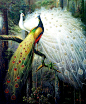 极品收藏：金孔雀开屏美丽耀眼，惊世骇俗组图
