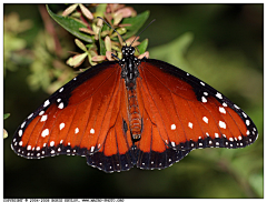 Lynn采集到Butterfly 蝴蝶