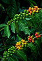 夏威夷的科納咖啡豆