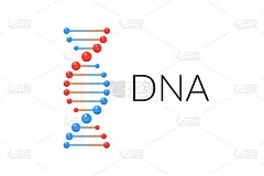 螺旋,螺线,部分,脱氧核糖核酸,矢量,分离着色,简单,白色背景,极简构图,生物学