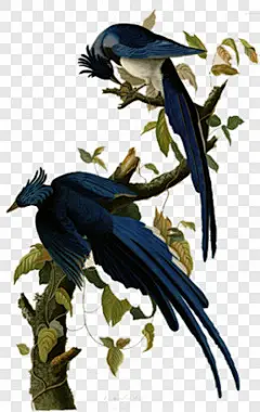 手绘喜鹊插画素材其他PNG图片➤来自 PNG搜索网 pngss.com 免费免扣png素材下载！