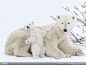 General 1600x1200 animals National Geographic polar bears snow