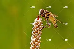 Hoverfly 昆虫 花壁纸 翅膀 甲虫，昆虫 花卉背景 花