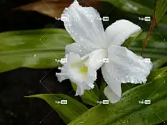 兰花 热带 异国情调 雨林 景观 花壁纸 植物 美丽的花朵 植被