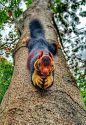 马拉巴尔巨型松鼠(The Malabar Giant squirrel)，可以长到近一米长，生活在印度的森林深处，有着杀马特染烫般的皮毛。（摄影：Kaushik Vijayan）