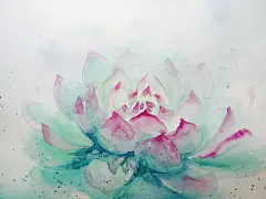 水彩多肉植物 盛开的莲