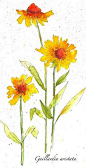 watercolor flowers. great blog with online classes for everything artsy.