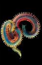 走近世界最神奇美丽生物：多毛类蠕虫颜色鲜艳_亚历山大·谢苗诺夫拍摄的一种多毛类蠕虫。过去两年中，罗斯·派珀对数百种神奇和美丽的生物进行了研究，并在世界各地搜集了大量图片，集合成了《动物地球》。