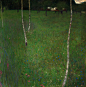 克里姆特：一次逃离_阿特 : 1905 年之后，克里姆特的风景画有了一些变化，忧郁的色调减少，丰富的阿特湖在他的画布上开始被压缩，变得越来越扁平，就像《罂粟田》和《公园》两幅画，前者被大面积罂粟花占据，只留有上方的一丝天空，后者的大…