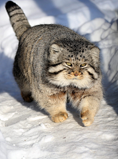 小可喵~采集到猫猫狗狗萌宠秀