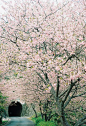 樱花和隧道
Cherry blossom and Tunnel