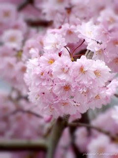 ☆涵冰蝶舞‰采集到樱花祭