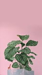 Wallpaper小剧本的照片 - 微相册