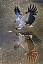 New Wonderful Photos: White Bellied Sea Eagle