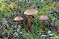 Cortinarius pholideus。三朵蘑菇在夏末凋谢