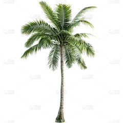 植物通用实景绿色椰子树元素素材