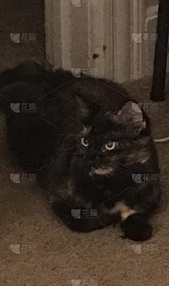 有什么事吗_5216699493