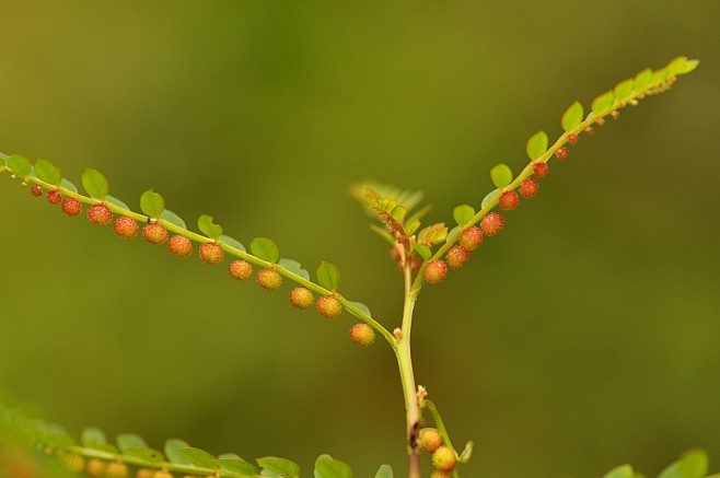 珍珠草 花卉壁纸 www.huaxiao...