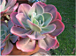 景天科拟石莲花属【Echeveria gibbiflora 粉彩莲】