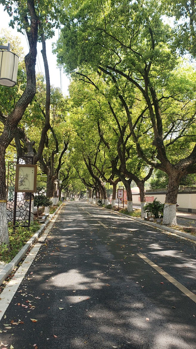 香樟行道树
