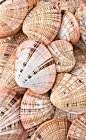 shells: 