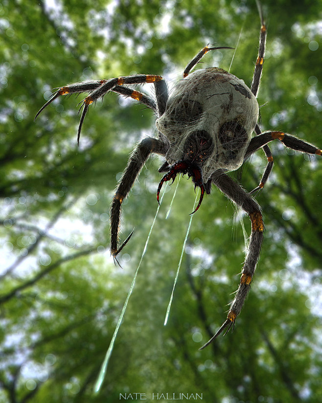 Skulltula, Nate Hall...