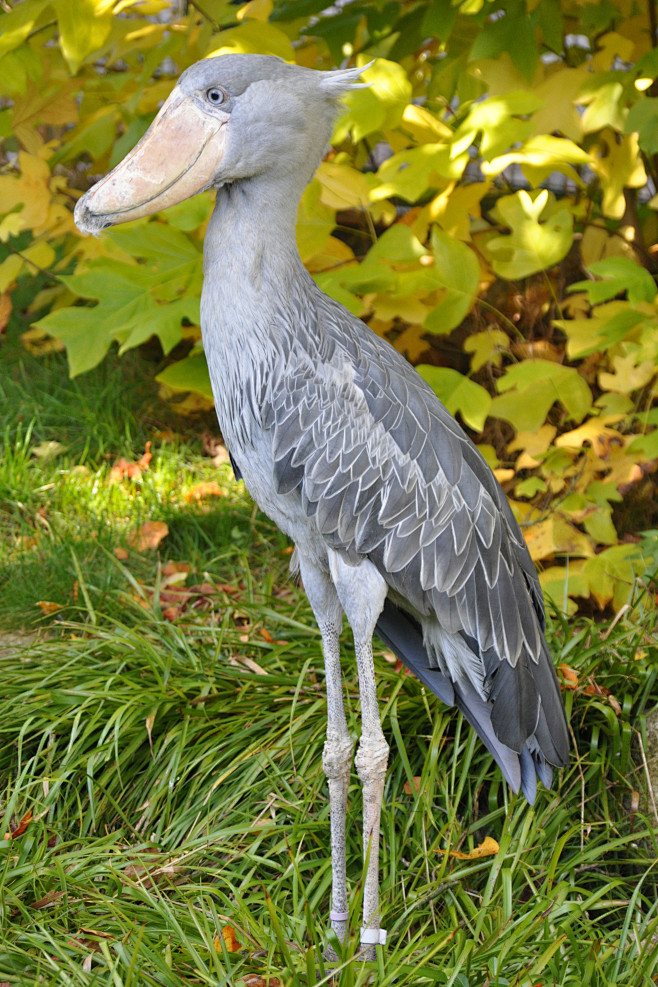 鹳形目鲸头鹳科鲸头鹳属鲸头鹳