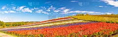 日本北海道绚丽多彩的花海全景。