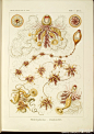 。“对自然美抱有直接兴趣，永远是心地善良的标志。”。自然界的艺术形态。Kunstformen der Natur.2册.By－ Ernst Haeckel. #素材搜集#