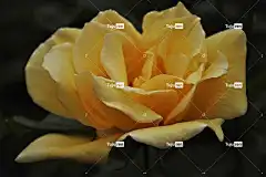 花 玫瑰 花卉背景 玫瑰绽放 花瓣 玫瑰花 玫瑰花瓣 花壁纸