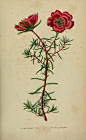 Portulaca grandiflora Hook. Loiseleur-Deslongchamps, J.L.A., Herbier général de l’amateur. Deuxième Série, (1839-50). Illustration contributed by Natural History Museum, London, U.K.
