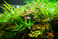 丰收的季节：水草造景（150CM及以上）-33 - 田园漫步 - walkingfarm－田园漫步