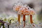冰晶覆盖的蘑菇