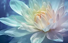菊花花朵特写壁纸素材图片
