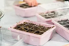 小女孩在她的家庭教育期间在一个室内的种子启动盘里播种。