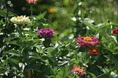 五彩缤纷的紫竹花从花园的一边与白竹