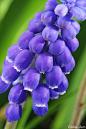 疏忽串铃花（muscari neglectum）